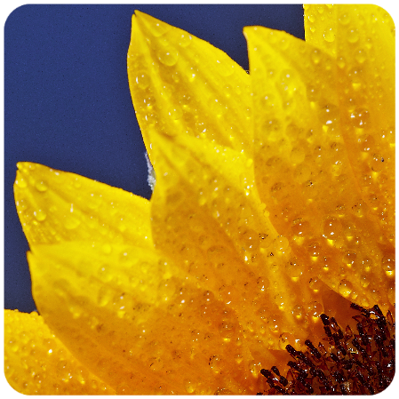 Sonnenblumenausschnitt