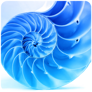 Meeresschnecke Fibonacci-Reihe